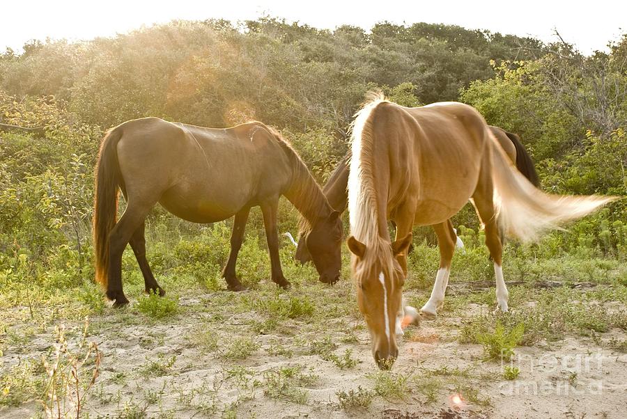 Horse Photograph - Outer Banks Wild Horses by Mike Baltzgar