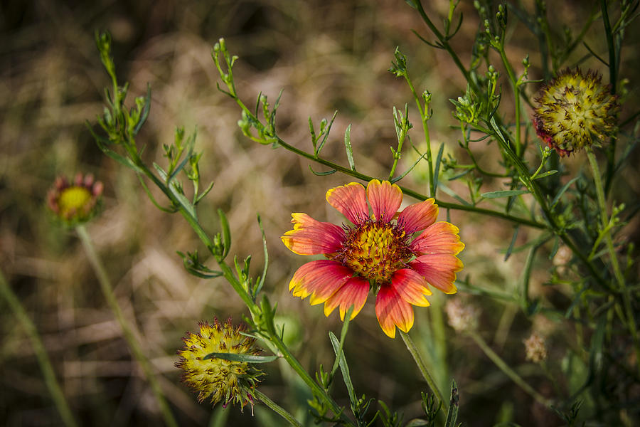 Outer banks Wildflower Photograph by Bradley Clay