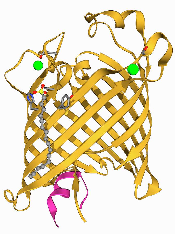 Outer Membrane Phospholipase A Molecule Photograph By Laguna Design ...