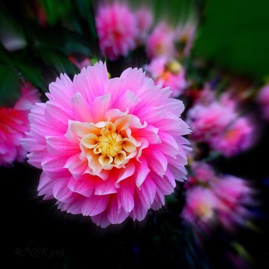 Dahlia Delight Photograph by Nick Kloepping