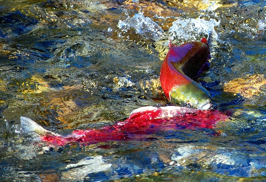 Salmon Photograph - Outta my way by Don Mann