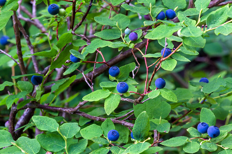 Oval-leaved Blueberries Photograph by Michael Russell