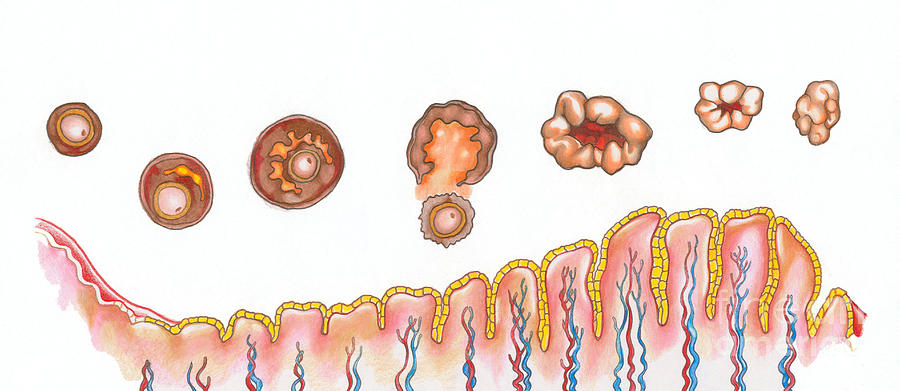 Ovarian And Uterine Cycles Photograph by Gwen Shockey