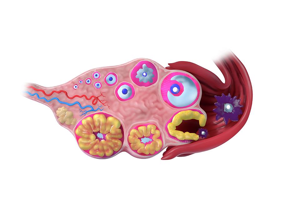 Ovarian Cycle Photograph by Sciepro/science Photo Library