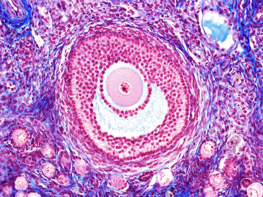 Ovarian Follicle Photograph by Microscape - Fine Art America