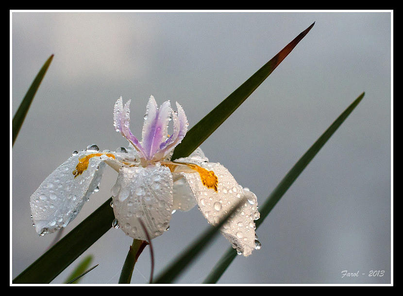 Over-Dew Iris Photograph by Farol Tomson