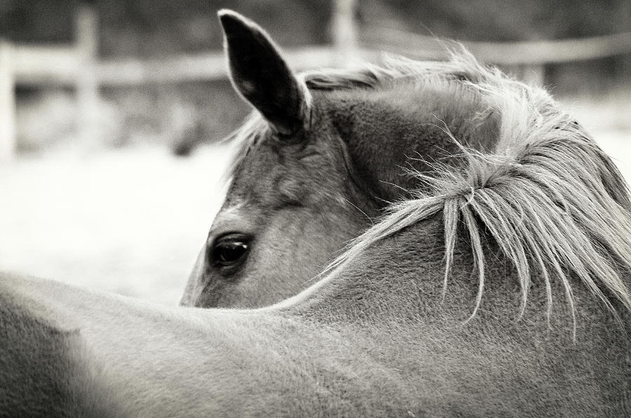 Horse Photograph - Over His Shoulder by Gail Peck