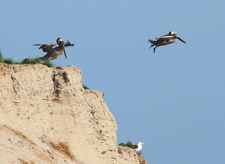Pelican Photograph - Over the Cliff by Cathy Lindsey