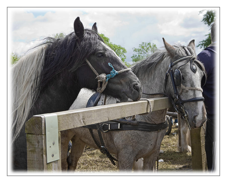 Horse Photograph - Over The Fence by Liz  Alderdice