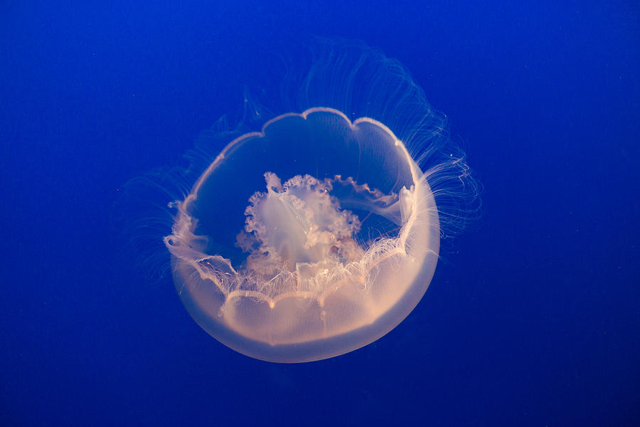 Fish Photograph - Over the moon jelly by Scott Campbell