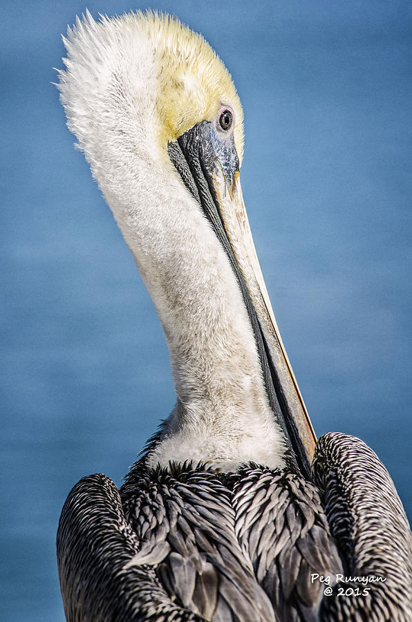 Over the Shoulder Pelican Photograph by Peg Runyan