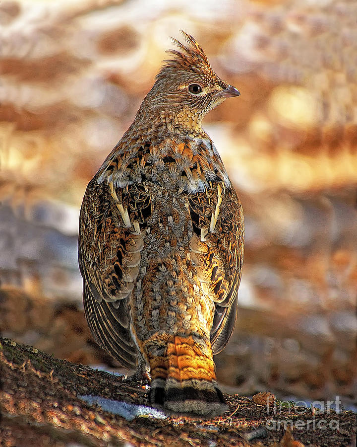 Over the Shoulder Ruffed Grouse Photograph by Timothy Flanigan