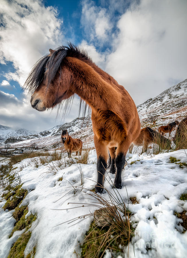 Feral Horse Snowdonia Photograph by Adrian Evans