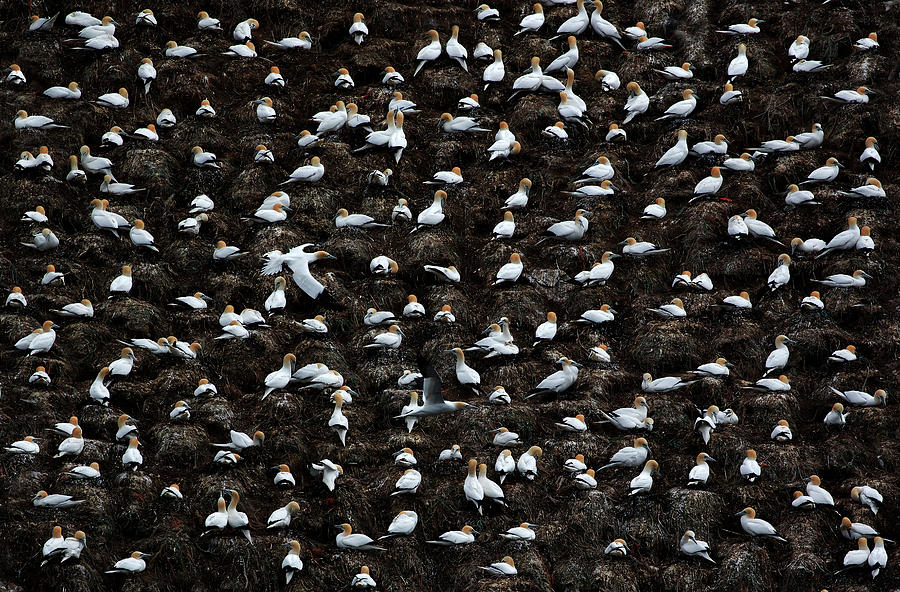 Overcrowded Photograph by Michel Romaggi