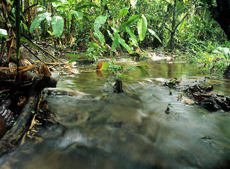 Overflowing Amazonian Stream Photograph by Dr Morley Read/science Photo Library