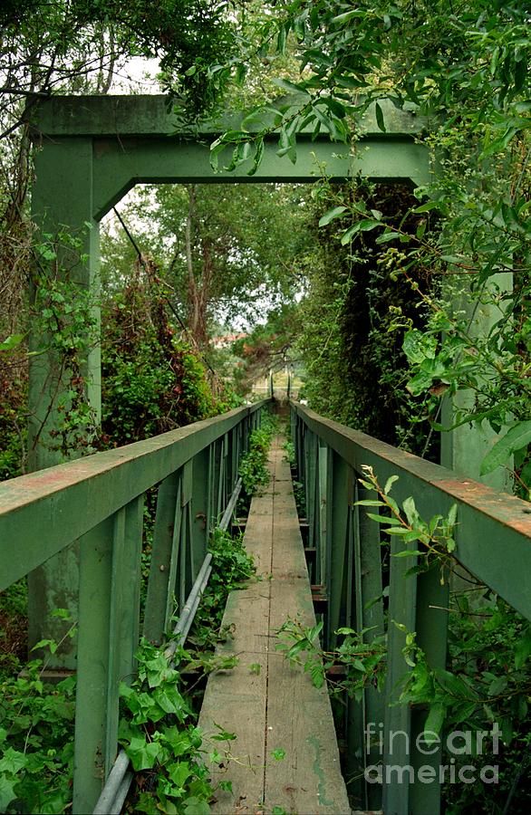 Overgrown Footbridge 2 Photograph by James B Toy