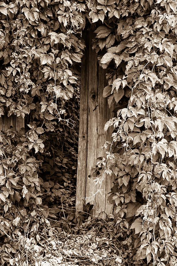Overgrown Garden Gate in France - Toned Photograph by Georgia Clare