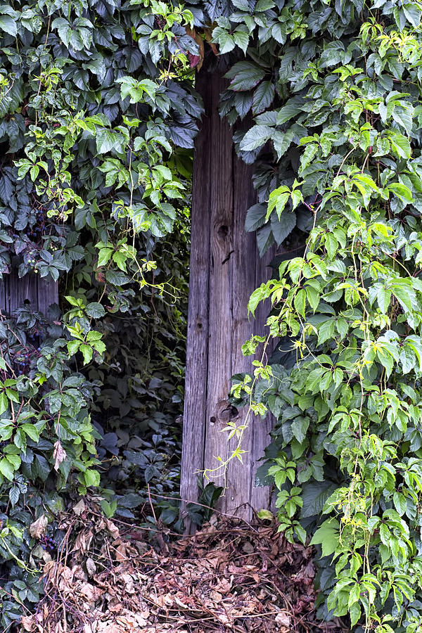 Overgrown Garden Gate in France Photograph by Georgia Clare