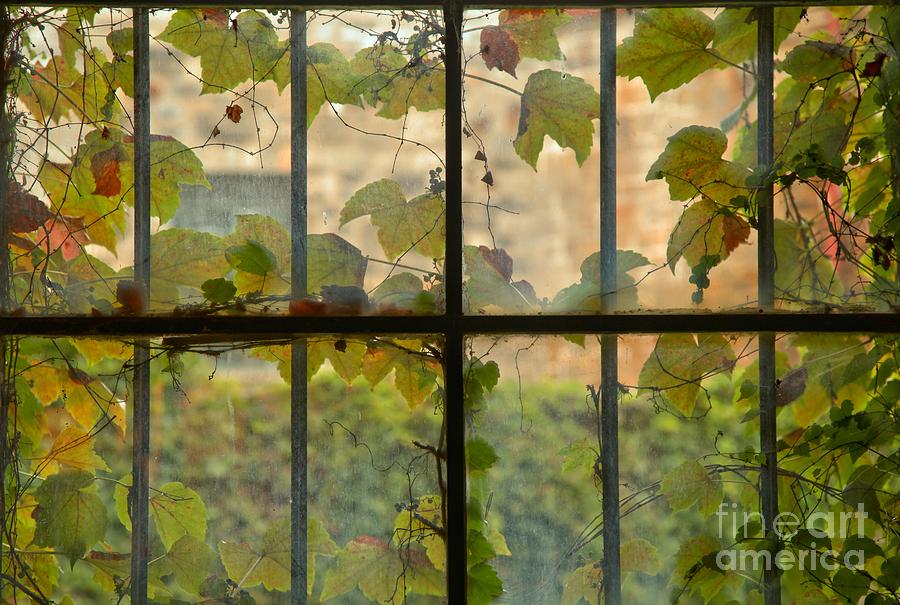 Overgrown Jail Cell Windows Photograph by Adam Jewell