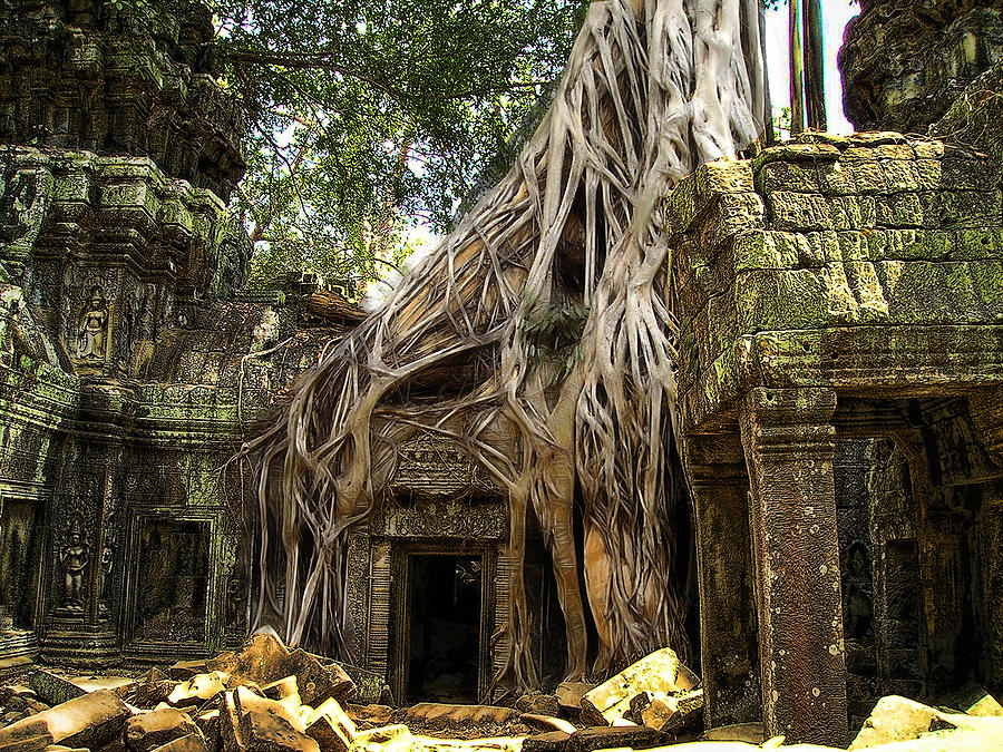 Overgrown Jungle Temple Tree Photograph By Ericamaxine Price