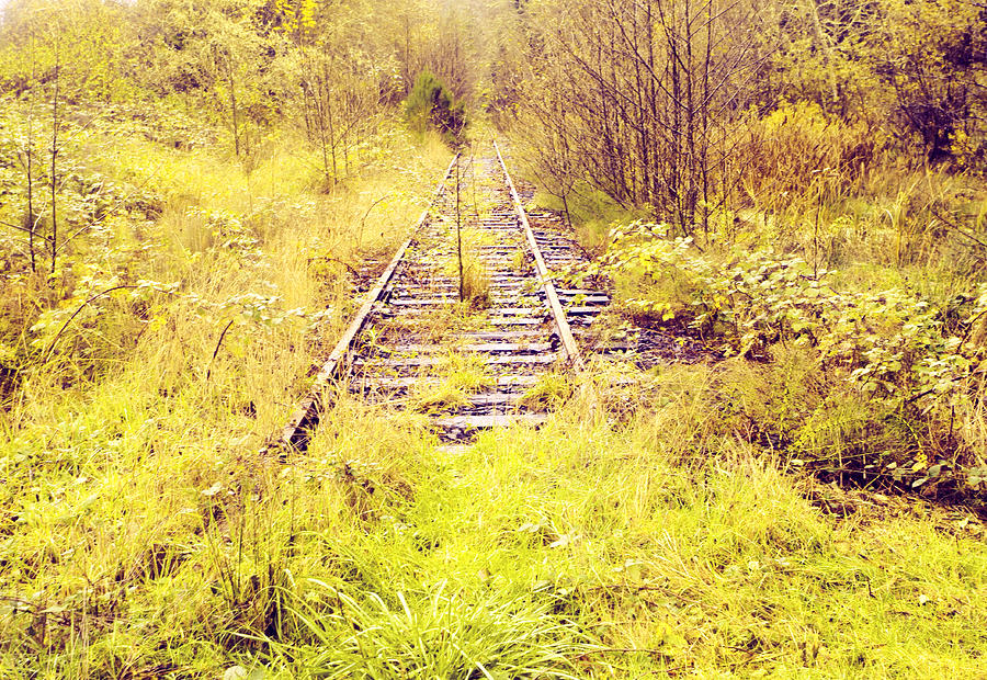Overgrown Tracks Photograph by Bonnie Bruno