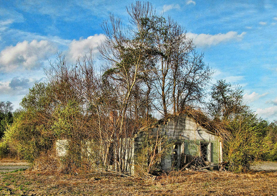 Overgrown Photograph by Vic Montgomery