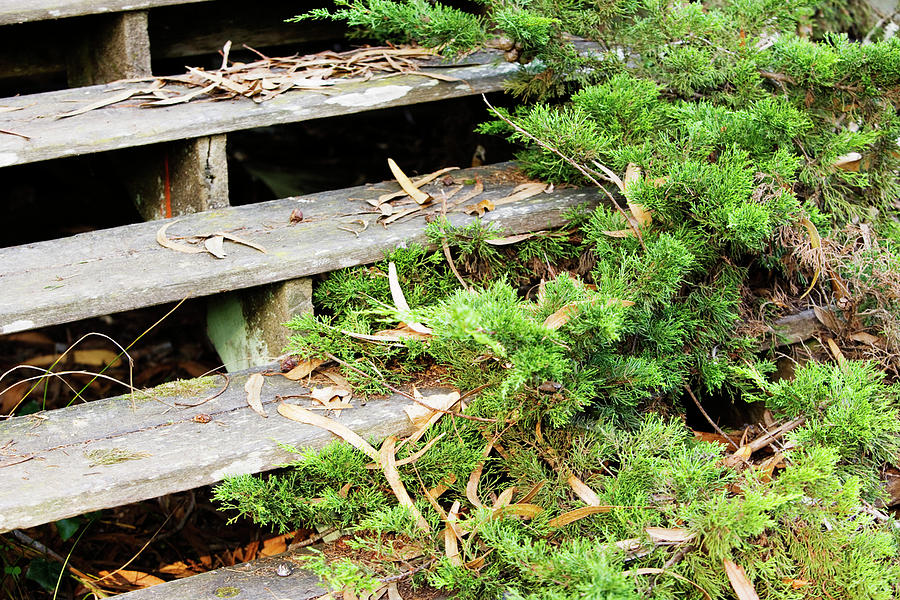 Point Reyes National Seashore Photograph - Overgrown Wooden Steps, Lairds Landing by Ron Koeberer