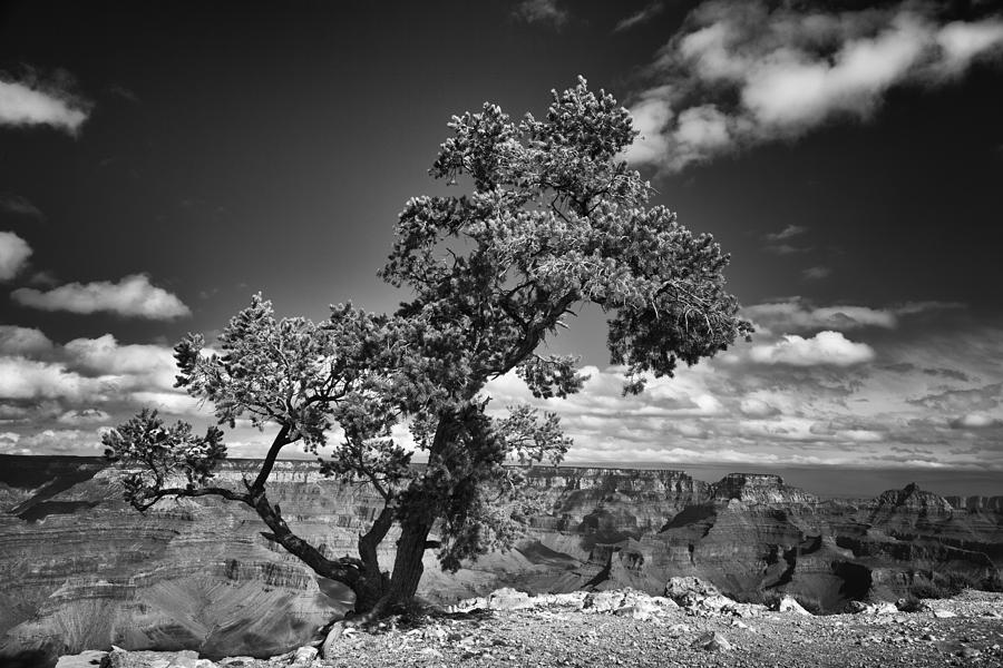 Grand Canyon National Park Photograph - Overhanging Tree by Dominique Dubied
