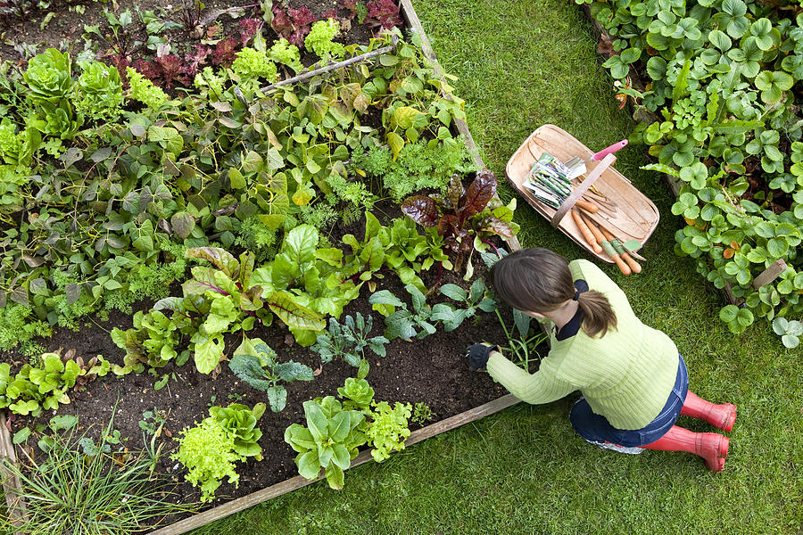 Overhead Shot of Woman Digging in a Vegetable Garden Photograph by Cjp