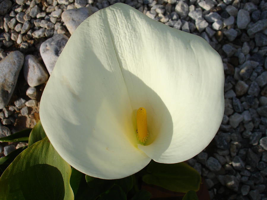 Overhead View of A White Calla Lily Against Pebbles Photograph by Taiche Acrylic Art