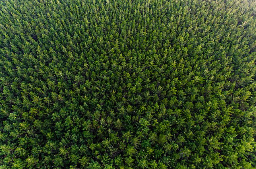 Overhead View Of Pine Forest, New Zealand. Photograph by Nazar Abbas Photography