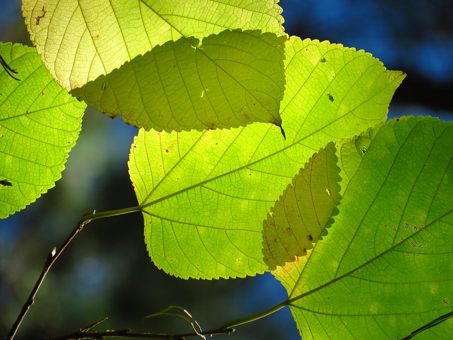 Overlapping leaves 2 Photograph by Teresa Cox - Fine Art America