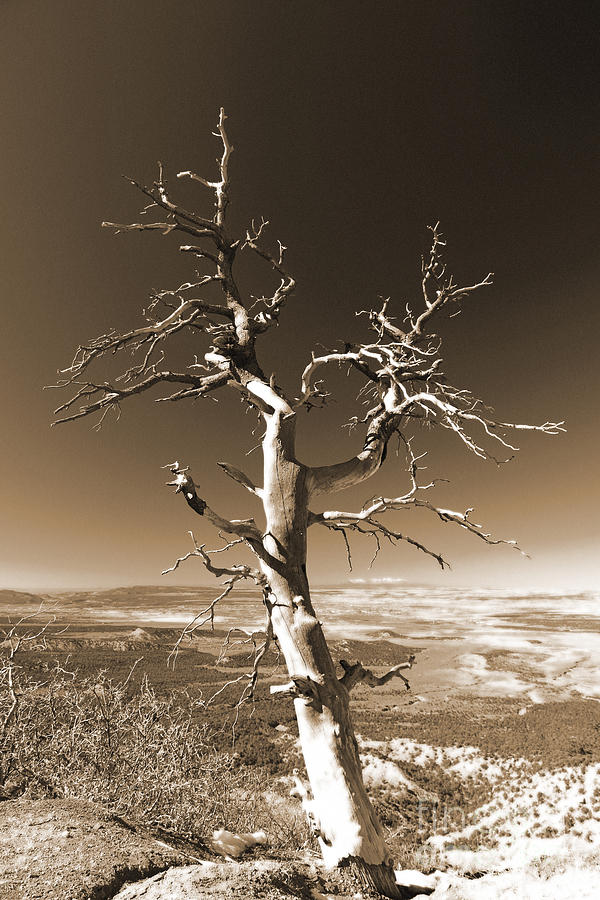 Overlook Tree in sepia tone Photograph by Mary Haber