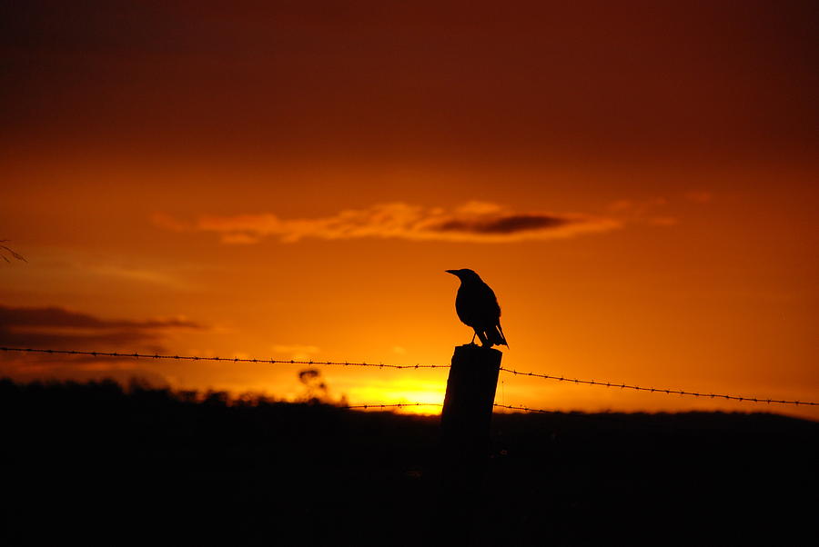 Sunset Photograph - Overseeing Sunset by Paul  Farrant