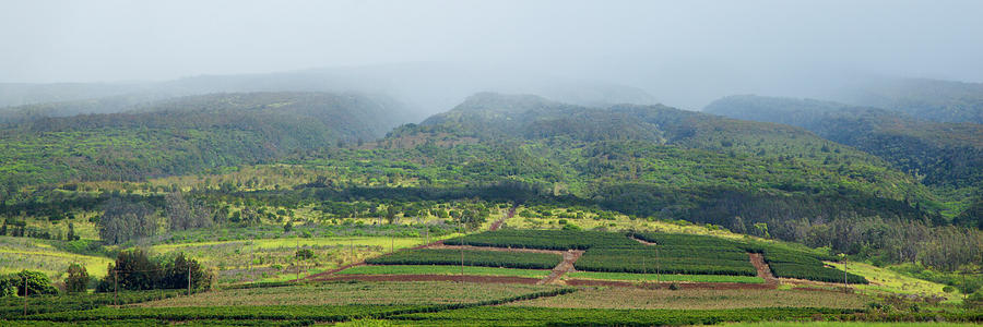 Overview Of Coffee Plantation Photograph by Timothy Hearsum