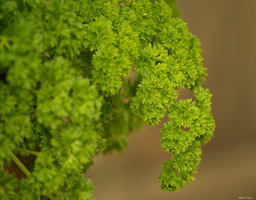 Overwintered Parsley Photograph by Maria Urso
