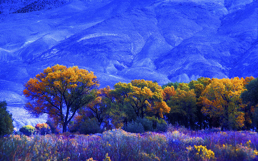 Owens Valley Fall Colors  Photograph by Paul W Faust -  Impressions of Light