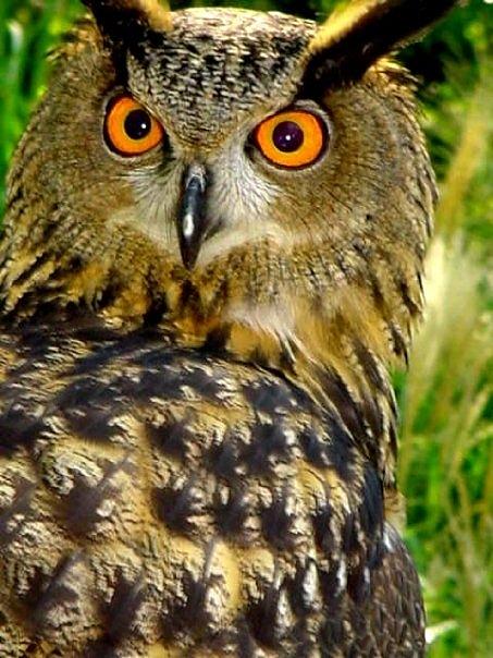 Owl - Orange Eyes Photograph