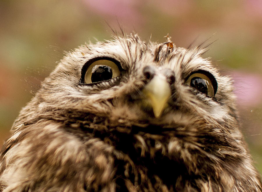 Owl Photograph - Owl 3 by Glenn Hewitt