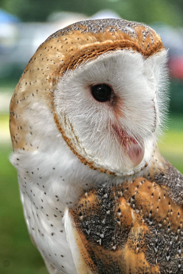 Owl 4 Photograph by Bob Slitzan