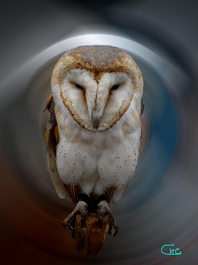 Owl Alba  Spain  Photograph by Colette V Hera Guggenheim