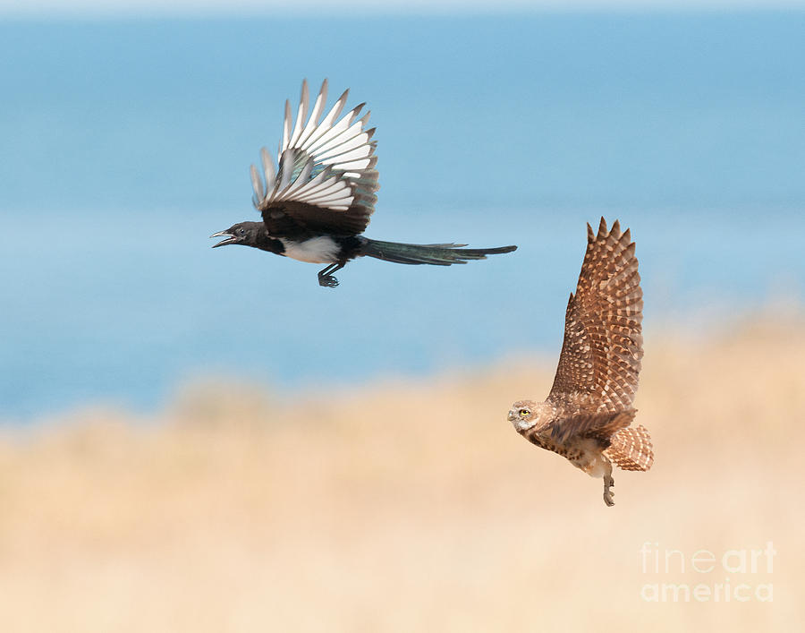 Owl and Magpie Photograph by Dennis Hammer