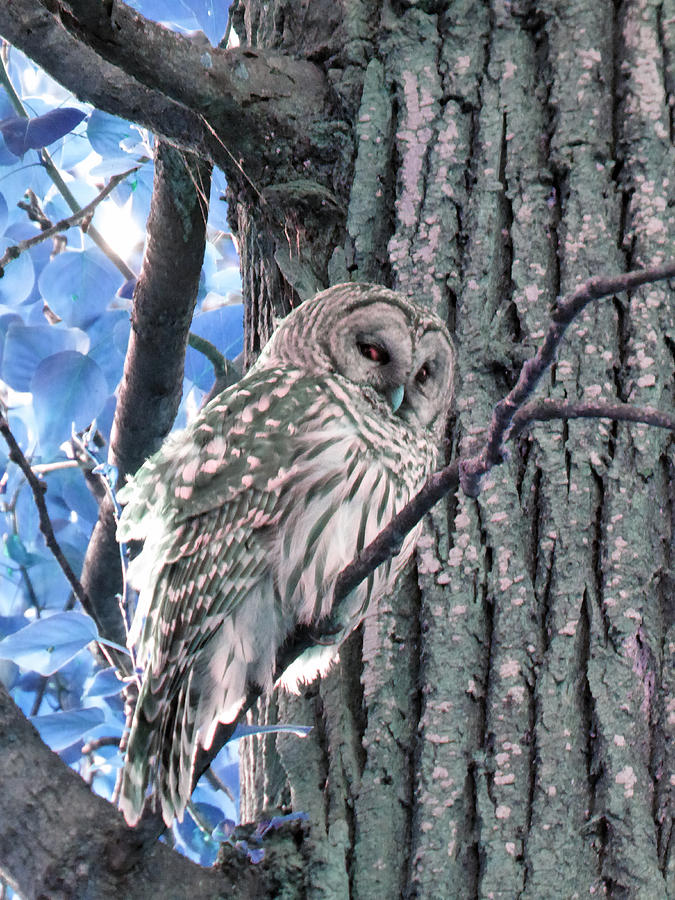 Owl and Tree Bark Blue Photograph by Laurie Tsemak