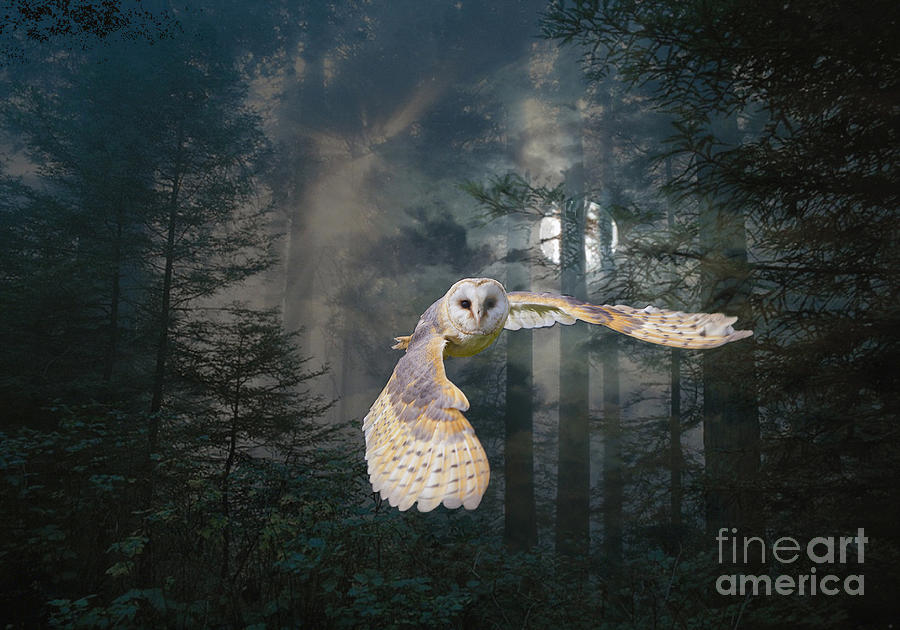 Owl Digital Art - Owl at Midnight by Maureen Tillman