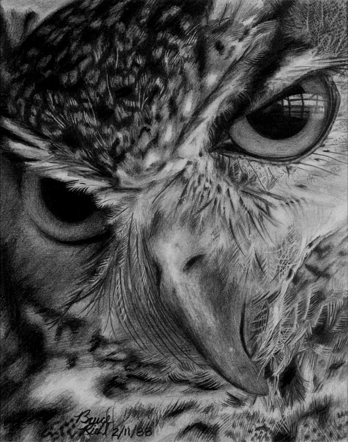 Owl Drawing - Owl by Bruce Riehl