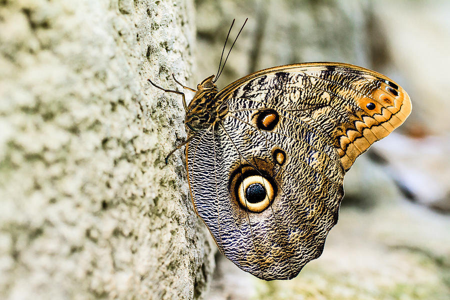 Owl Butterfly 1 Photograph by Ben Graham