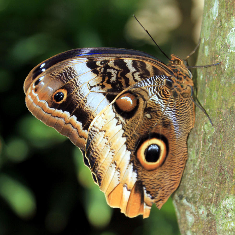 Owl Butterfly 2 Photograph by Bob Slitzan