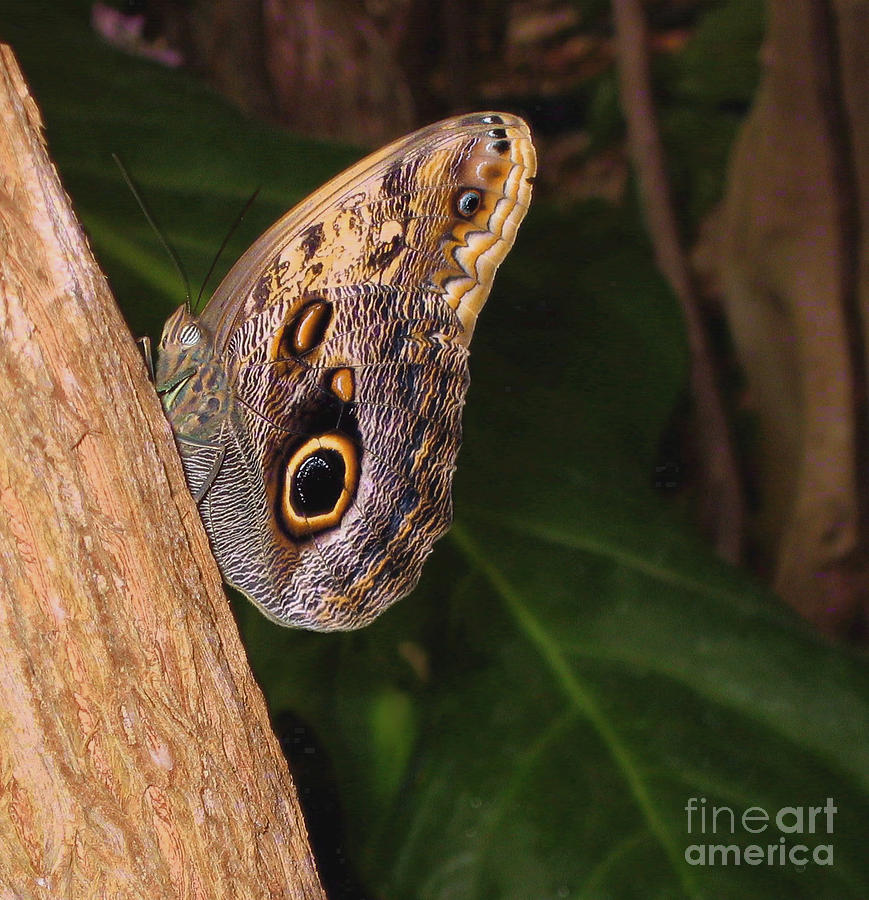 Owl Butterfly Photograph by Ann Horn