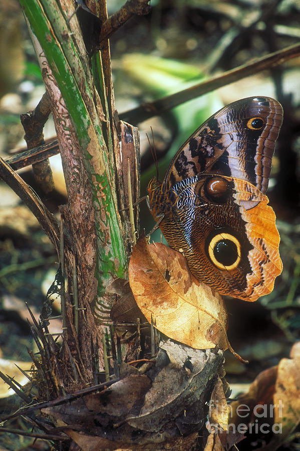 Owl Butterfly Photograph by Art Wolfe