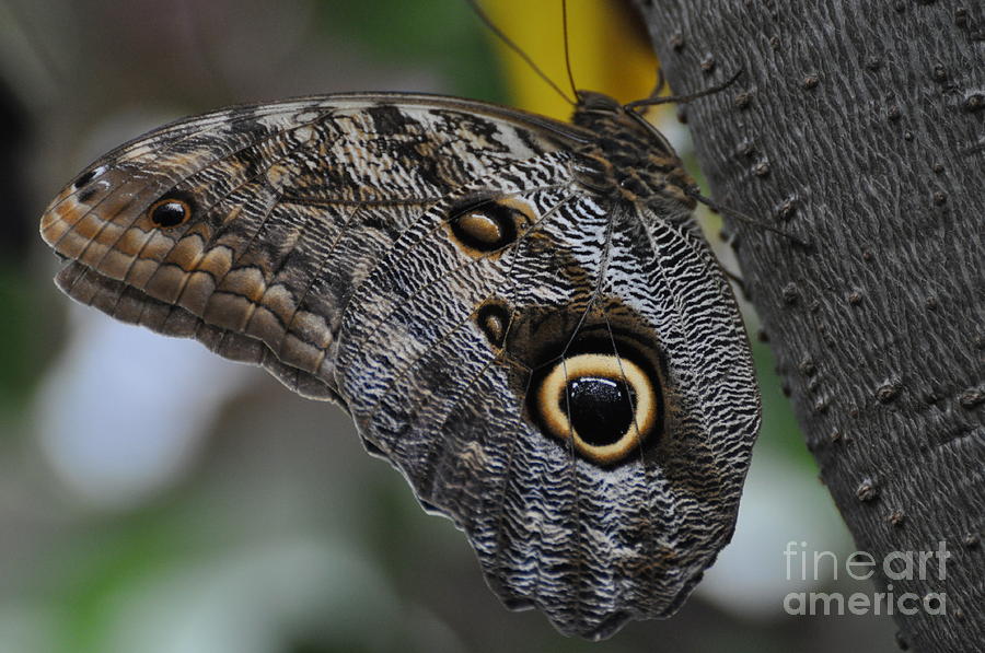 Owl Butterfly Photograph by Bianca Nadeau